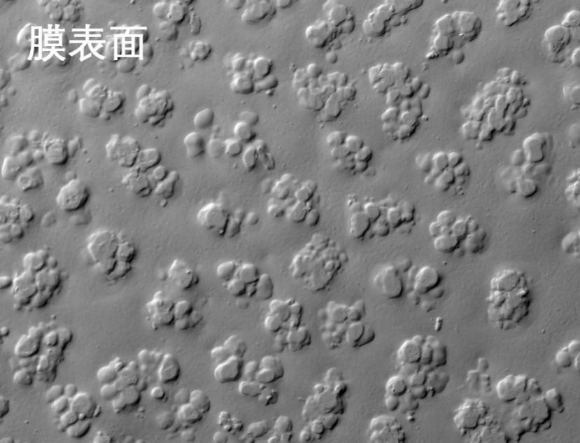 人生就是搏烧结管式膜电镜照片 人生就是搏烧结管式膜电镜照片